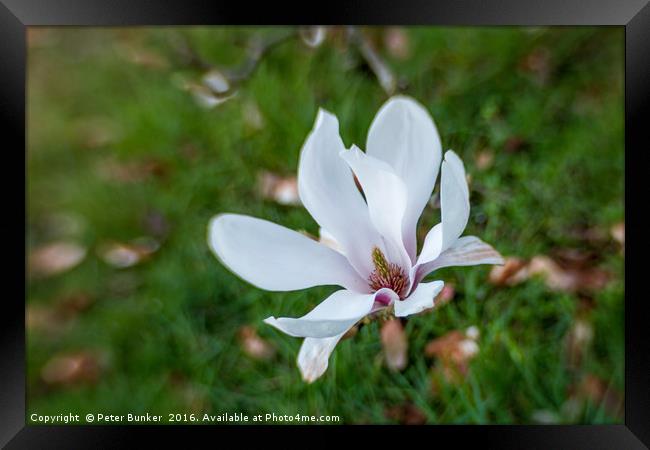 Magnolia Blur. Framed Print by Peter Bunker