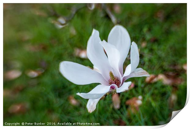 Magnolia Blur. Print by Peter Bunker