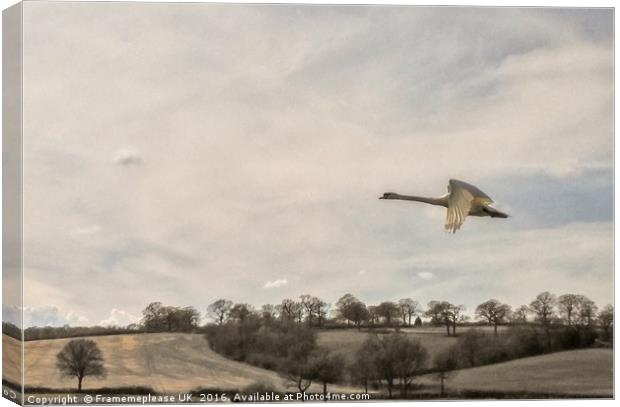 Swan in flight  Canvas Print by Framemeplease UK