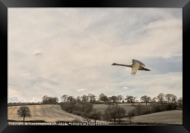 Swan in flight  Framed Print by Framemeplease UK