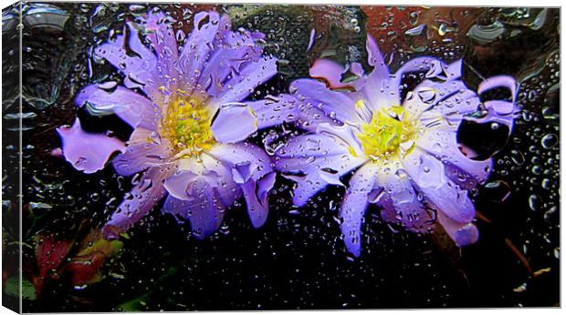 underwater flora Canvas Print by dale rys (LP)