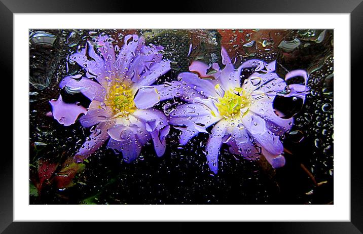 underwater flora Framed Mounted Print by dale rys (LP)
