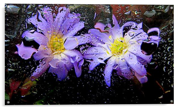 underwater flora Acrylic by dale rys (LP)