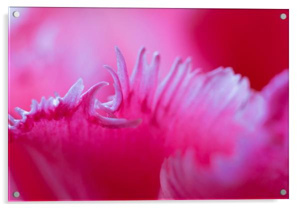 Tulip petal macro. Acrylic by Tartalja 