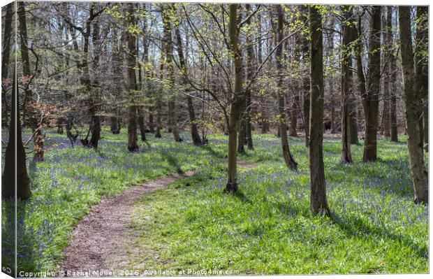 A stroll through the Bluebells at Pods Wood Canvas Print by Rachel Mower