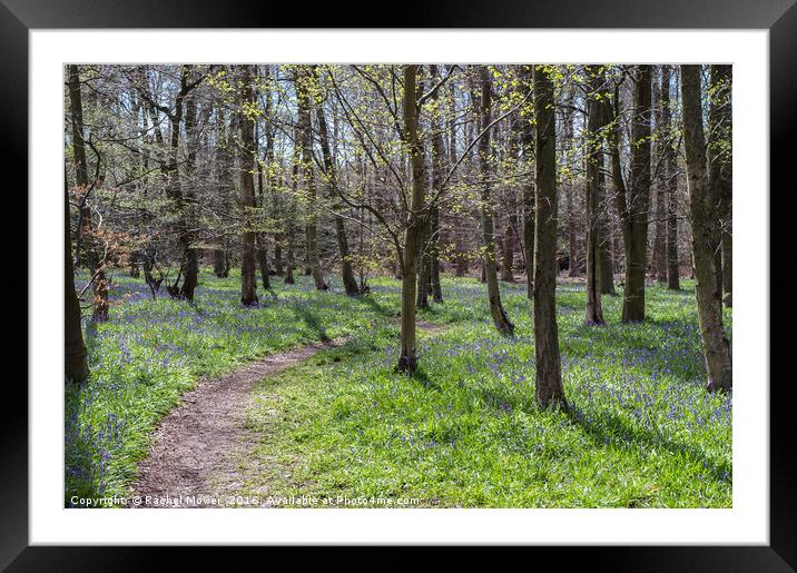 A stroll through the Bluebells at Pods Wood Framed Mounted Print by Rachel Mower