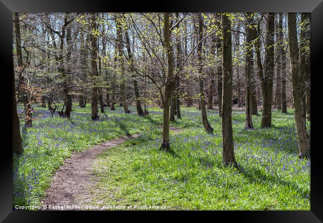 A stroll through the Bluebells at Pods Wood Framed Print by Rachel Mower