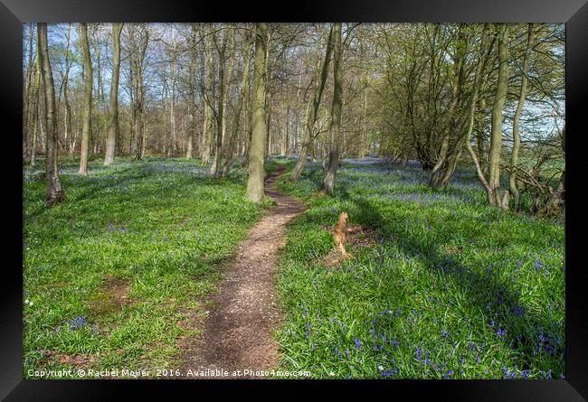 Bluebell woodland, Essex Framed Print by Rachel Mower