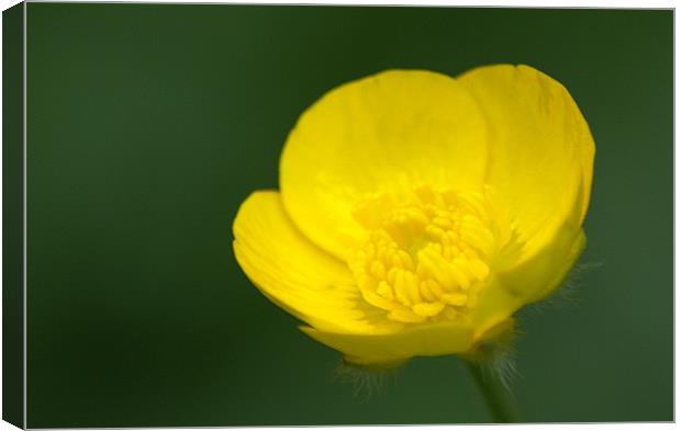 Buttercup Canvas Print by Chris Day