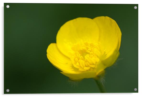 Buttercup Acrylic by Chris Day