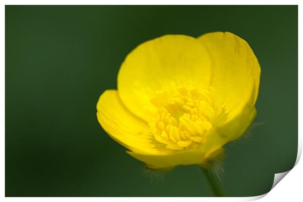 Buttercup Print by Chris Day
