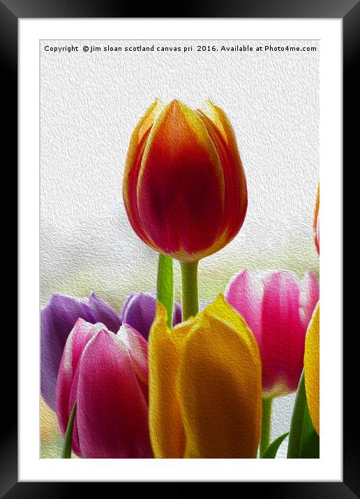 Painted Flower Framed Mounted Print by jim scotland fine art