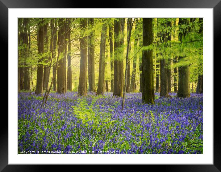 The Bluebell Woods  Framed Mounted Print by James Rowland