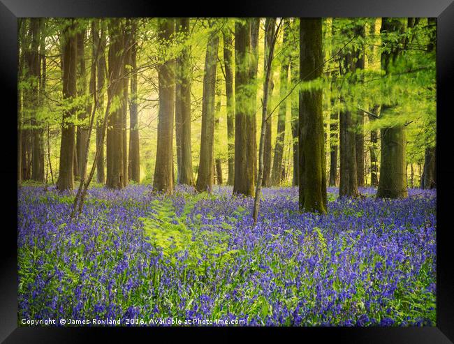 The Bluebell Woods  Framed Print by James Rowland