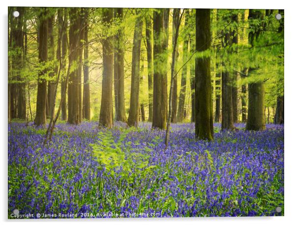 The Bluebell Woods  Acrylic by James Rowland