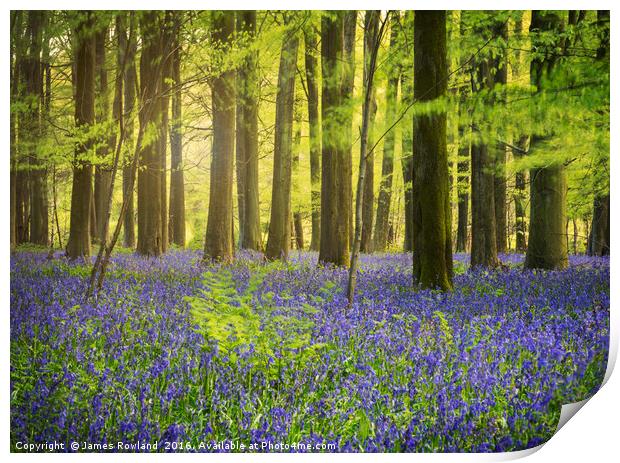 The Bluebell Woods  Print by James Rowland
