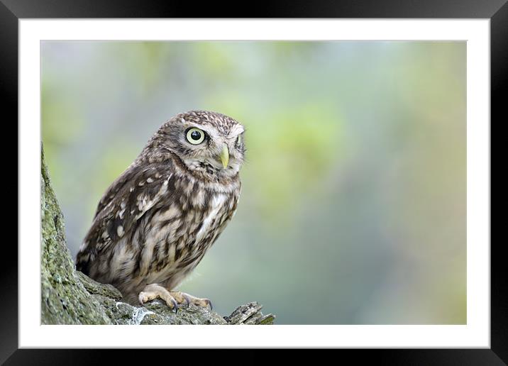 Little Owl in tree Framed Mounted Print by Stephen Mole