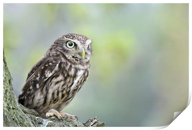 Little Owl in tree Print by Stephen Mole