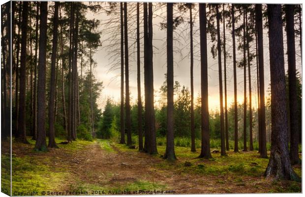 Evening in Sumava forest.  Canvas Print by Sergey Fedoskin