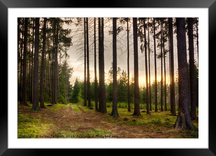 Evening in Sumava forest.  Framed Mounted Print by Sergey Fedoskin