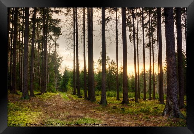 Evening in Sumava forest.  Framed Print by Sergey Fedoskin