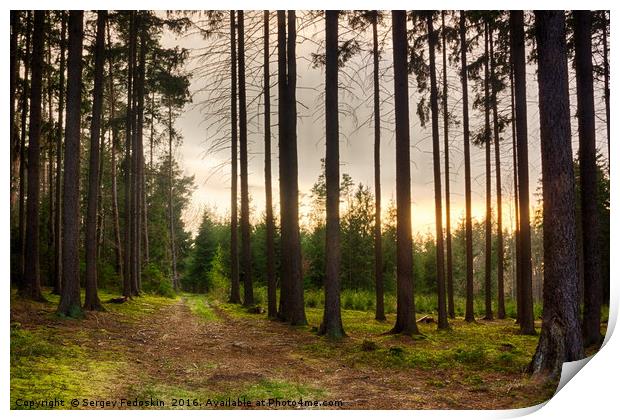 Evening in Sumava forest.  Print by Sergey Fedoskin