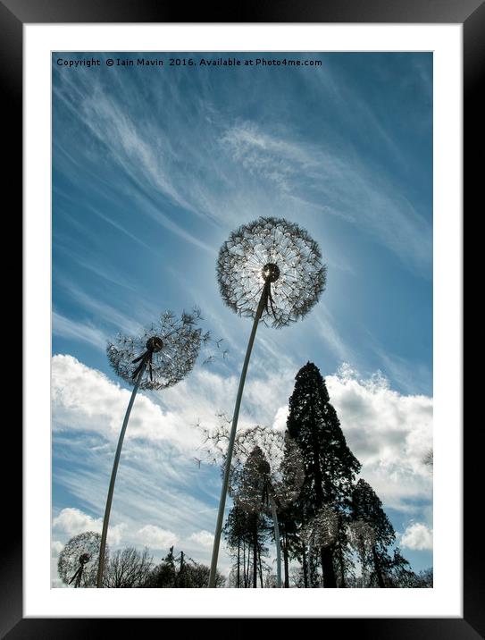Dandelion Skies Framed Mounted Print by Iain Mavin