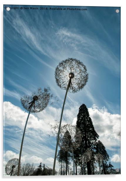 Dandelion Skies Acrylic by Iain Mavin