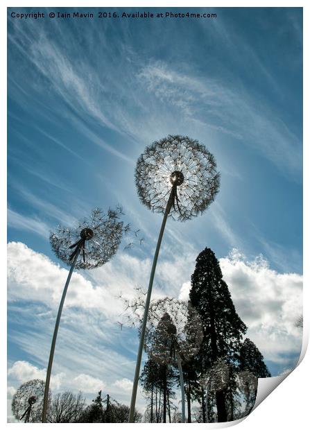 Dandelion Skies Print by Iain Mavin