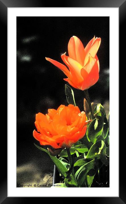 Tulips Framed Mounted Print by Carmel Fiorentini