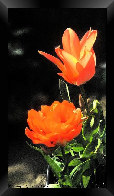 Tulips Framed Print by Carmel Fiorentini