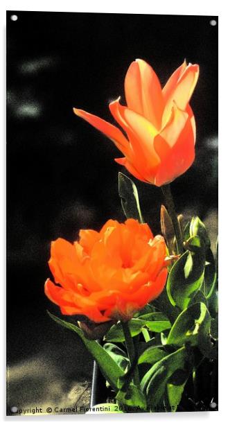 Tulips Acrylic by Carmel Fiorentini