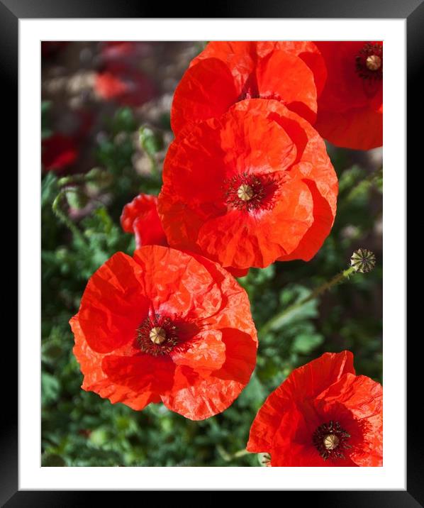 An icon of the flower world Framed Mounted Print by Stephen Prosser