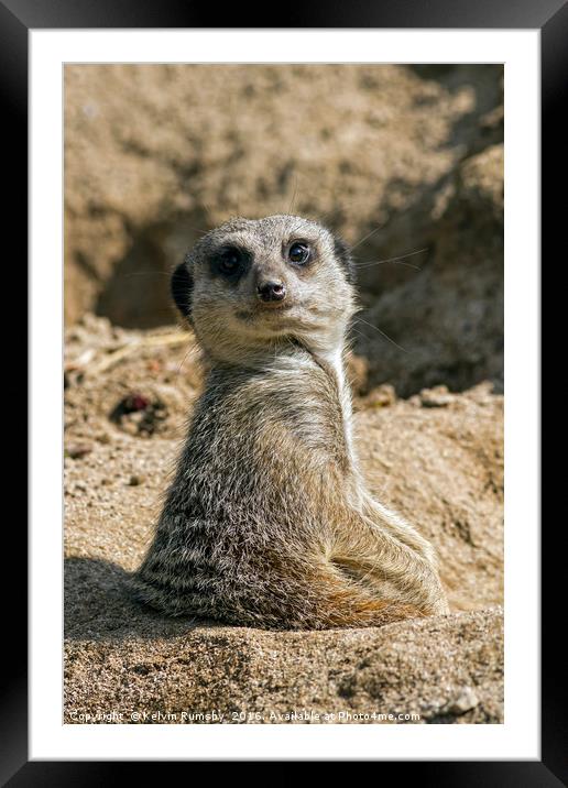 meerkat, mongoose Framed Mounted Print by Kelvin Rumsby