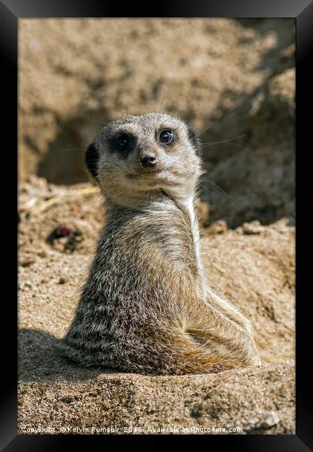 meerkat, mongoose Framed Print by Kelvin Rumsby