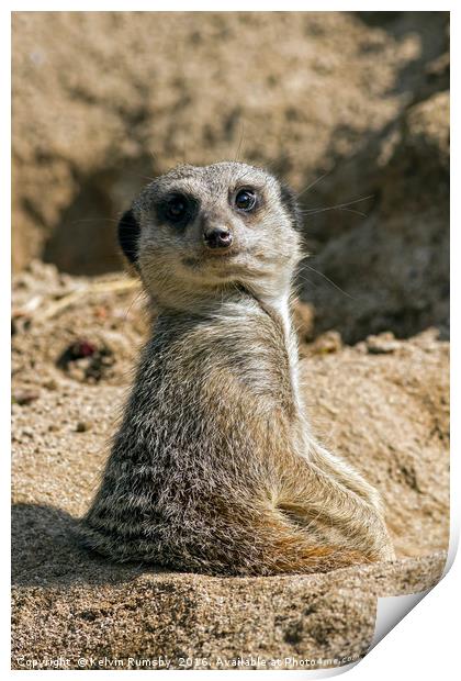 meerkat, mongoose Print by Kelvin Rumsby