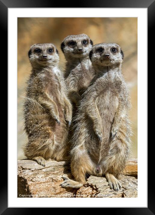 meerkats Framed Mounted Print by Kelvin Rumsby