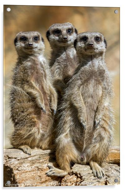 meerkats Acrylic by Kelvin Rumsby
