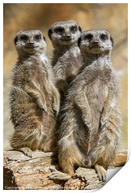 meerkats Print by Kelvin Rumsby