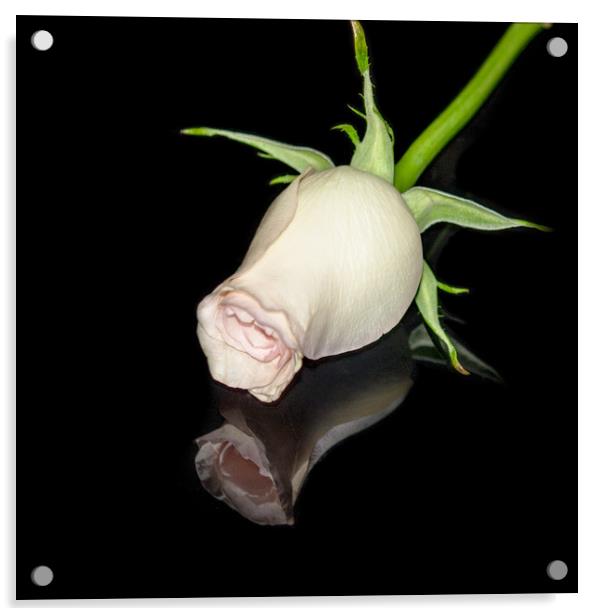 The Black Square and a White Rose Acrylic by Svetlana Korneliuk