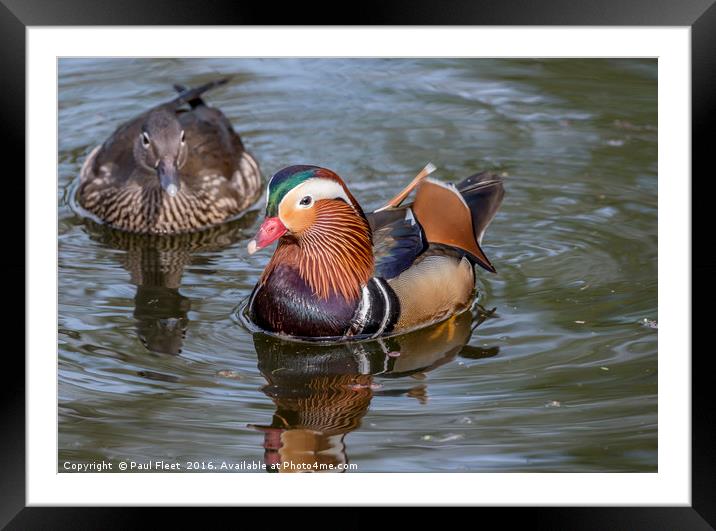 Pair of Mandarin Ducks Framed Mounted Print by Paul Fleet