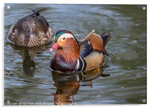 Pair of Mandarin Ducks Acrylic by Paul Fleet