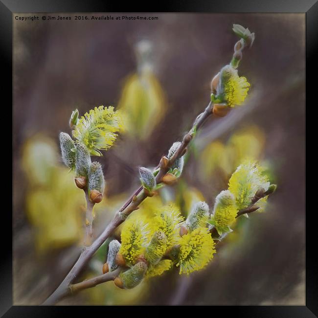Smudged Pussy Willow Framed Print by Jim Jones