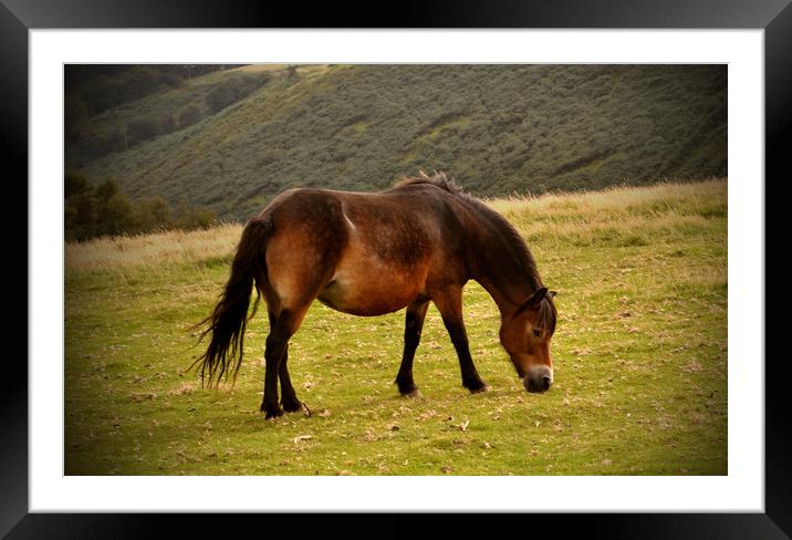 exmoor pony Framed Mounted Print by patricia cannock
