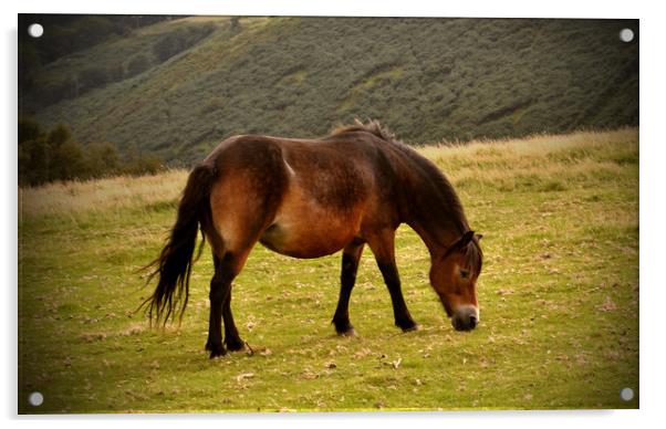 exmoor pony Acrylic by patricia cannock