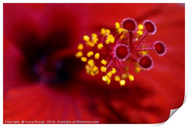 I'm on Fire - Hibiscus Print by Kasia Design