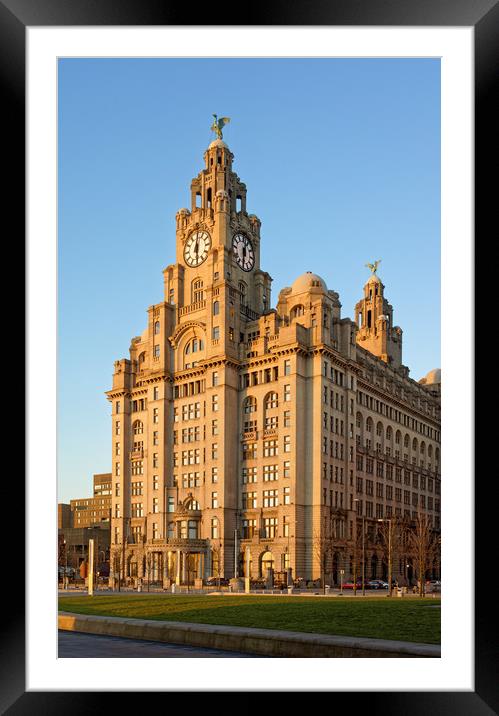Royal Liver Building at Sunset                     Framed Mounted Print by Darren Galpin