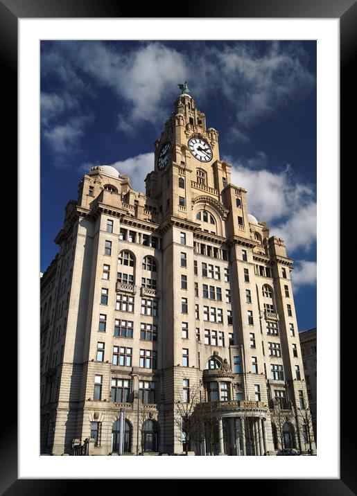 Royal Liver Building                       Framed Mounted Print by Darren Galpin