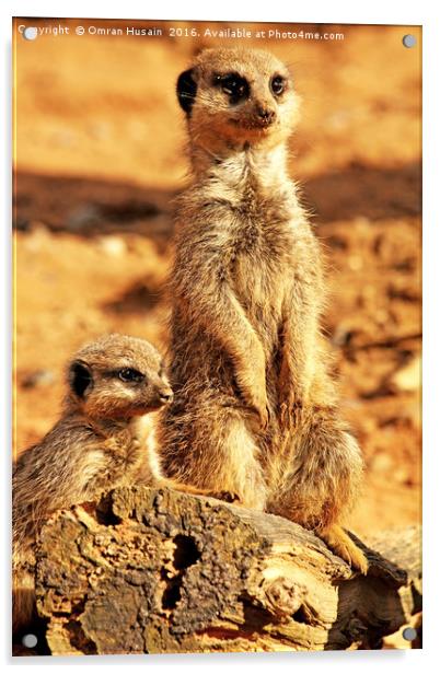 Meerkats Pose     Acrylic by Omran Husain
