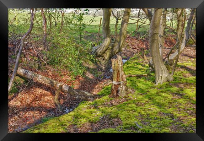 Woodland stream Framed Print by Brian Fry